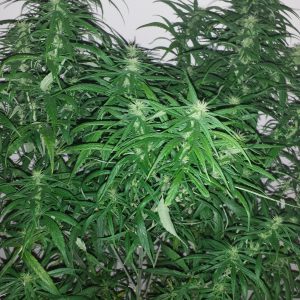 CHOCOLATE THAI