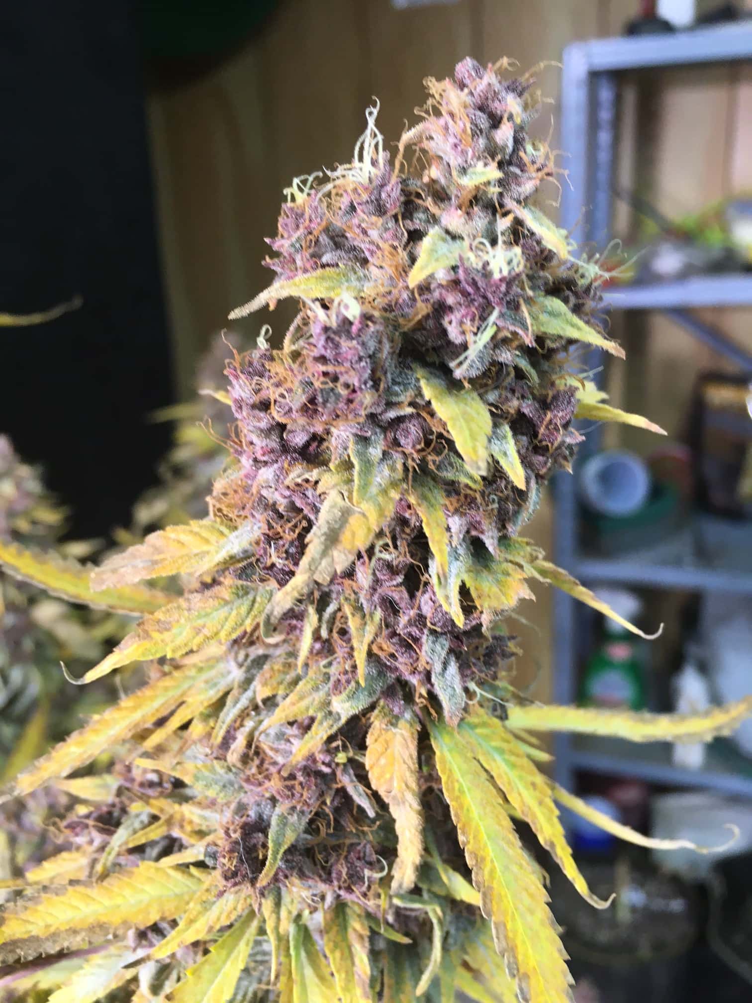PURPLE TUNA - Image 2