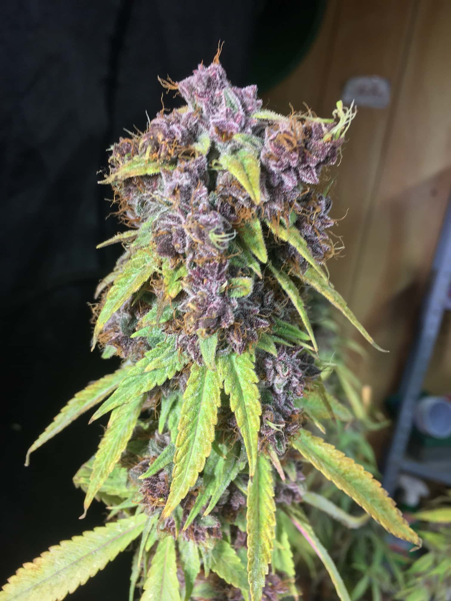 PURPLE TUNA - Image 3