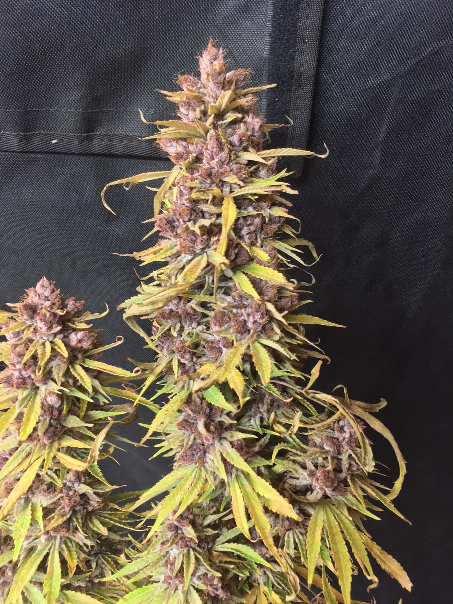 PURPLE TUNA - Image 4