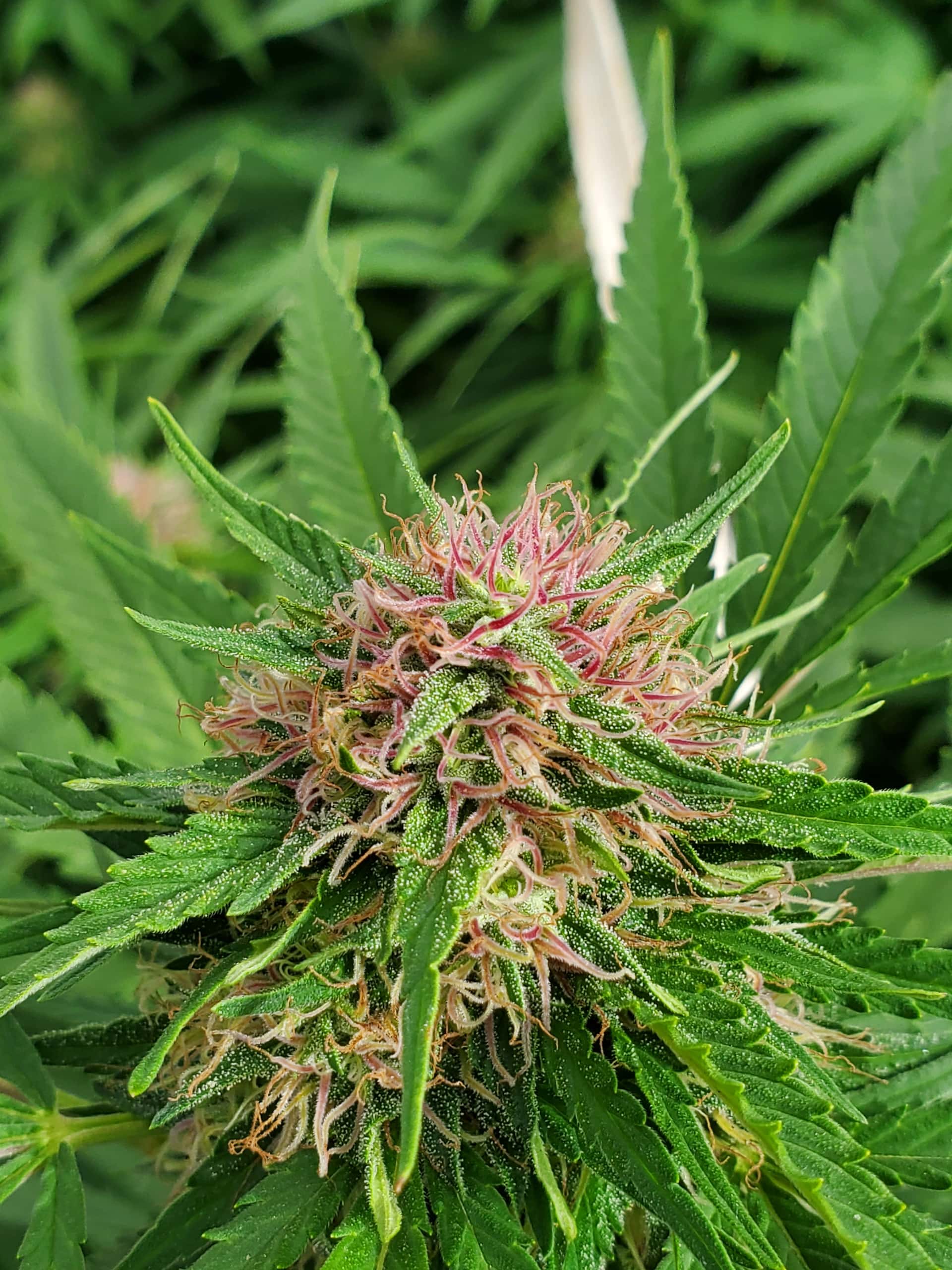 STUNK#1 - Image 5