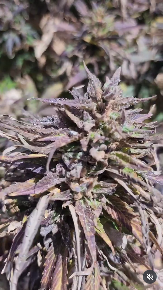 BADASS GORILLA POLLEN 0.5ml - Image 8
