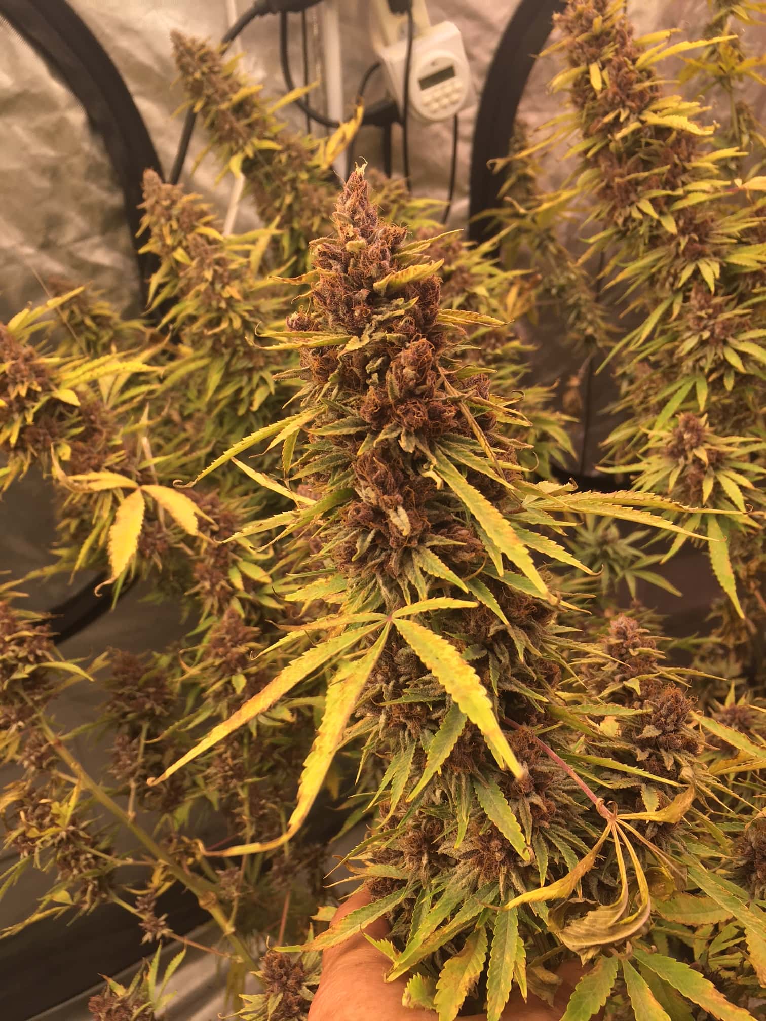 PURPLE TUNA - Image 5