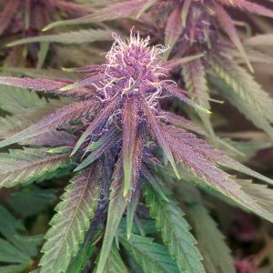 PURPLE MEXICAN HEIRLOOM