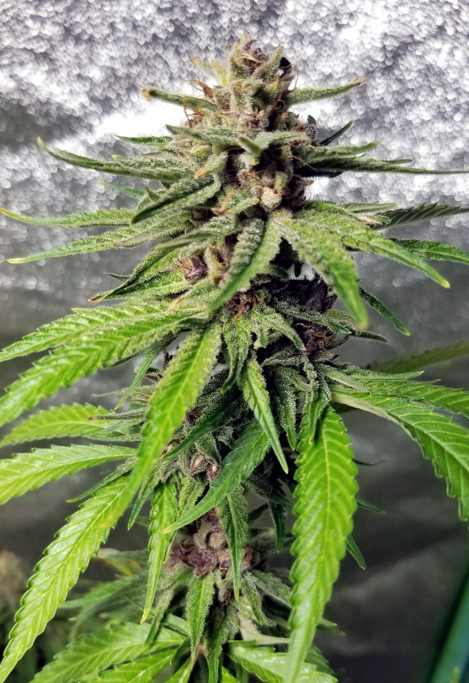 PURPLE TUNA - Image 6