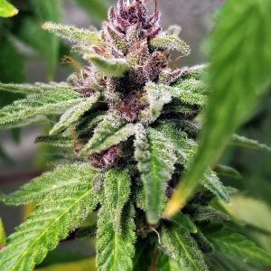PURPLE TUNA