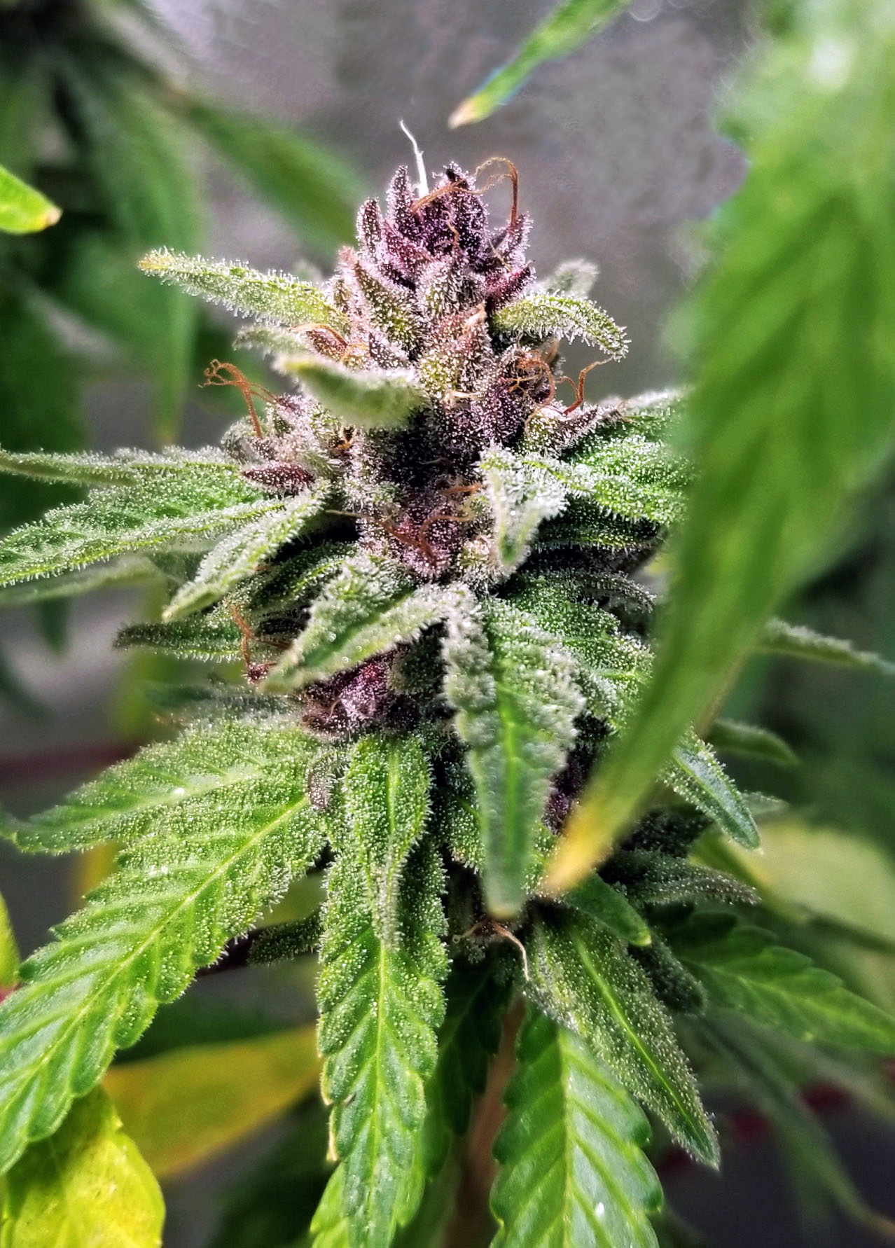PURPLE TUNA